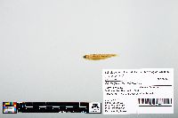 Notropis atherinoides image