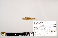 Notropis stramineus image