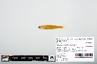 Notropis atherinoides image