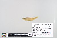 Perca flavescens image