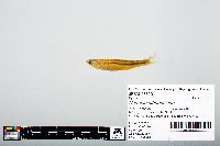 Notropis atherinoides image