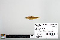 Notropis blennius image