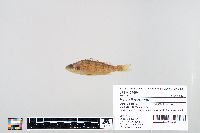 Perca flavescens image