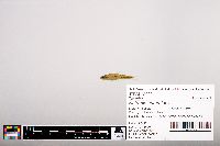 Notropis heterolepis image