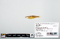 Notropis atherinoides image