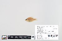 Lepomis humilis image