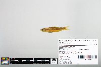 Notropis blennius image