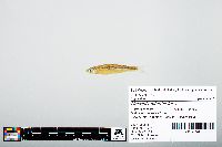 Notropis atherinoides image