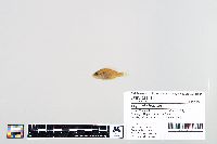 Lepomis humilis image