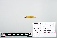 Notropis atherinoides image