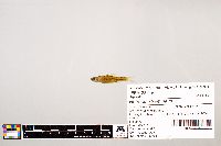 Notropis stramineus image