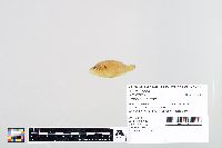 Lepomis humilis image