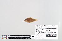 Lepomis humilis image