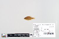 Lepomis humilis image