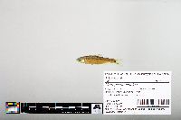 Notropis hudsonius image