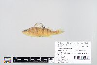 Perca flavescens image