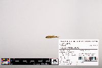 Notropis heterolepis image