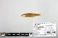 Notropis blennius image