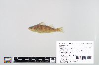 Perca flavescens image