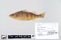 Perca flavescens image