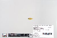 Lepomis macrochirus image