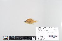 Lepomis macrochirus image