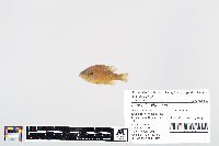 Lepomis gibbosus image