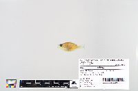 Lepomis macrochirus image