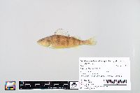 Perca flavescens image