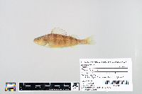 Perca flavescens image