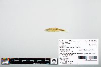 Notropis atherinoides image