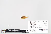 Lepomis gibbosus image