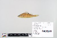 Perca flavescens image