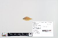 Lepomis humilis image