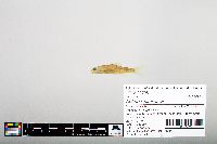 Notropis hudsonius image