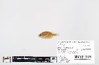 Lepomis gibbosus image