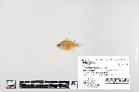 Lepomis macrochirus image