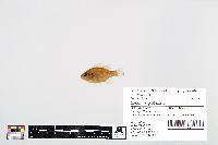 Lepomis gibbosus image