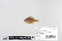 Lepomis macrochirus image