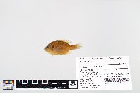 Lepomis gibbosus image