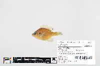 Lepomis gibbosus image