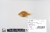 Lepomis macrochirus image