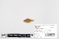 Lepomis gibbosus image