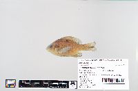 Lepomis macrochirus image