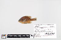 Lepomis gibbosus image