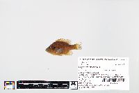 Lepomis gibbosus image