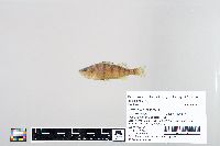 Perca flavescens image