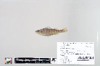 Perca flavescens image