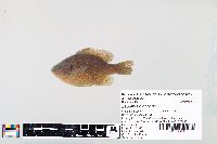 Lepomis gibbosus image