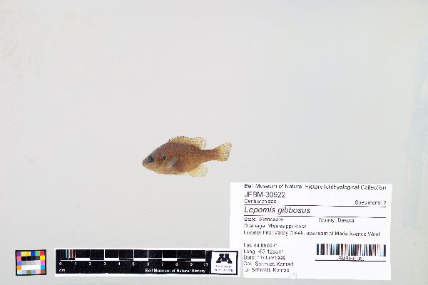 Lepomis gibbosus image